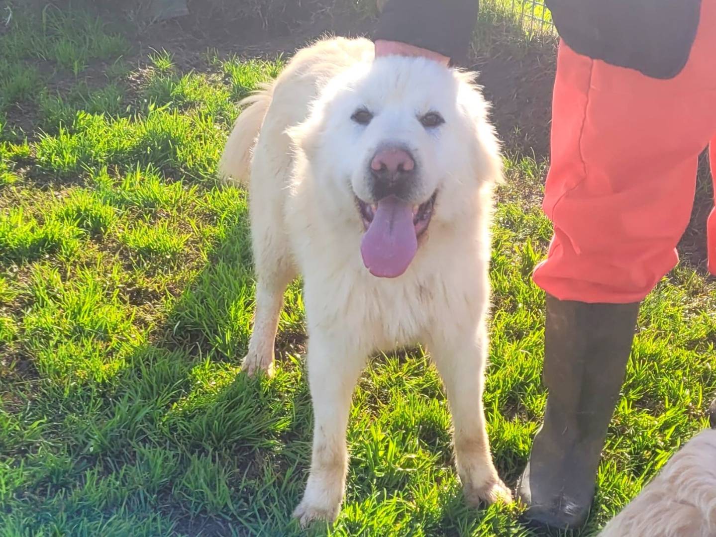 Adotta un cane, maschio, 1 anno e 11 mesi, Latina