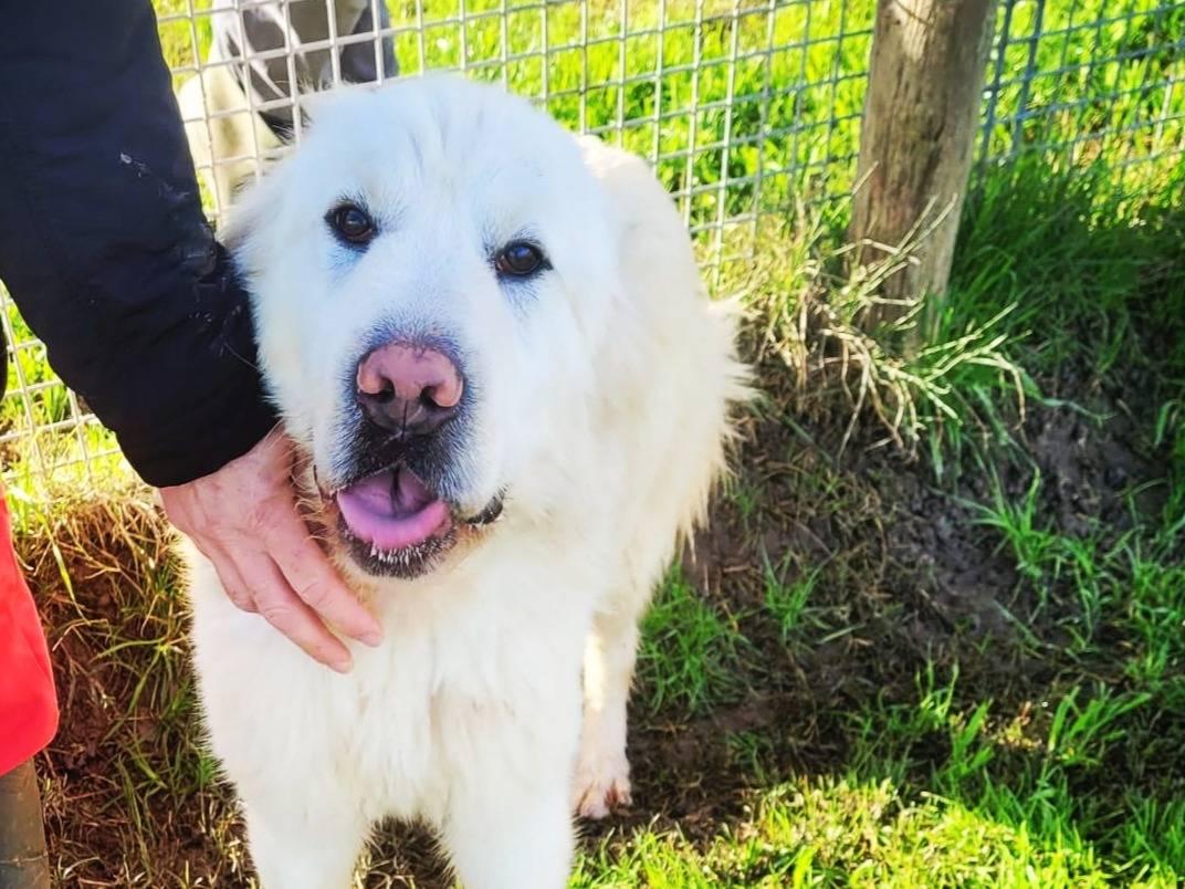 Adotta un cane, taglia grande, maschio, Latina