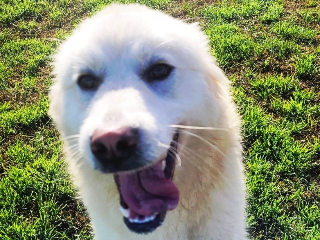 Vuoi adottare un cane a Latina?