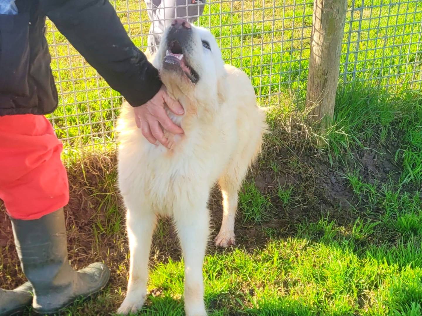 Adotta il cane Lucius a Latina