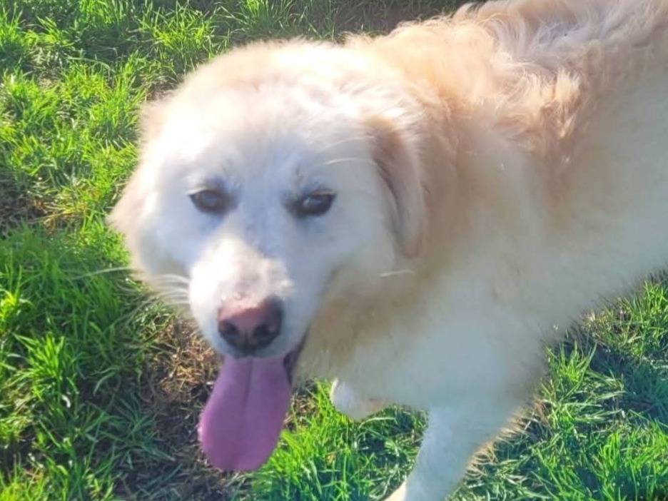 Adozione cane, femmina, Pastore maremmano Razza sconosciuta, 1 anno e 11 mesi, taglia grande, Latina