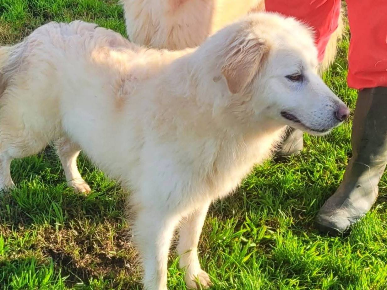 Adotta un cane, taglia grande, femmina, Latina