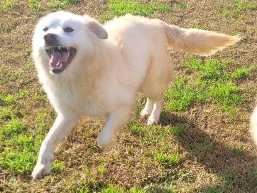 Vuoi adottare un cane a Latina?