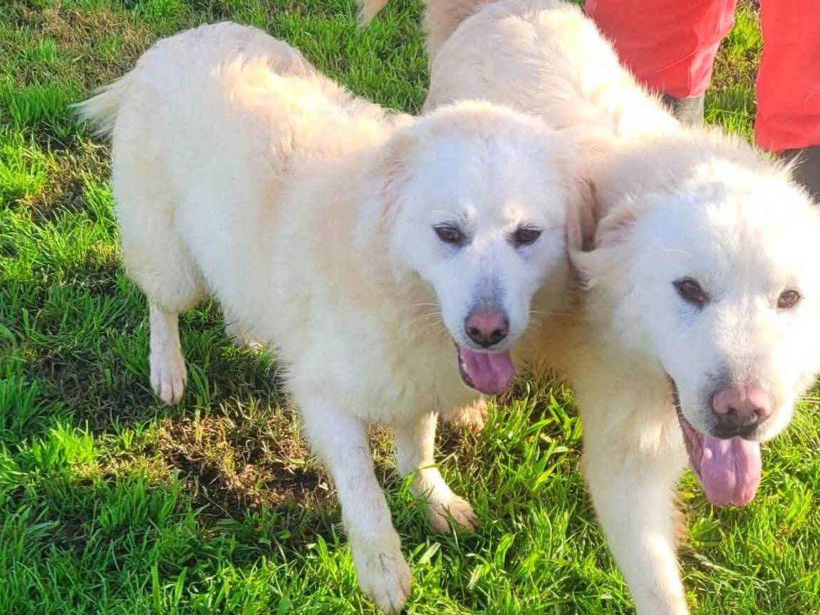 Adotta il cane Lucilla  a Latina