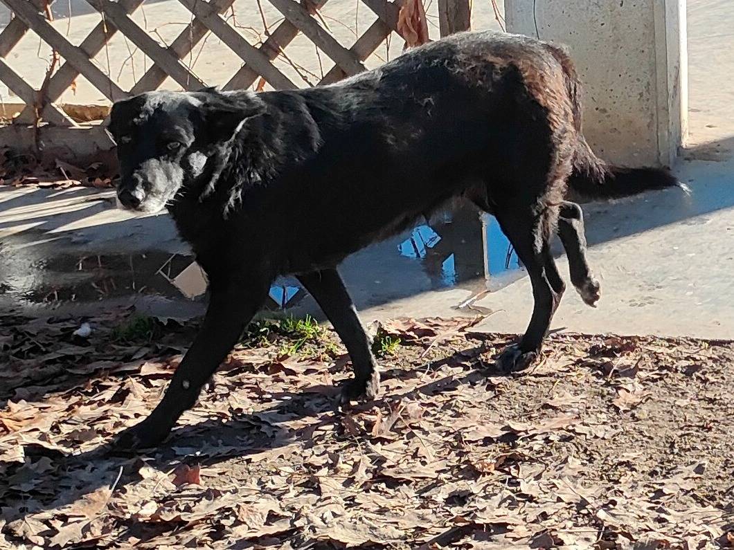 Vuoi adottare un cane a Cuneo?