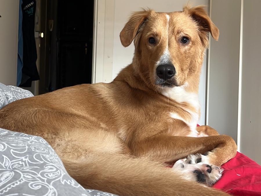 Adozione cane, maschio, Razza sconosciuta Razza sconosciuta, 10 mesi, taglia media, Trieste