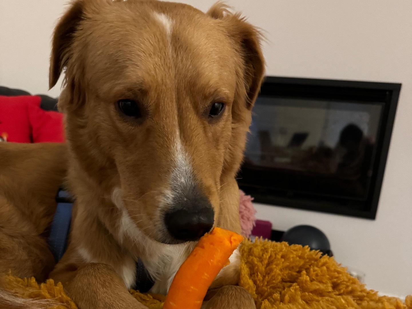 Adotta un cane, maschio, 10 mesi, Trieste