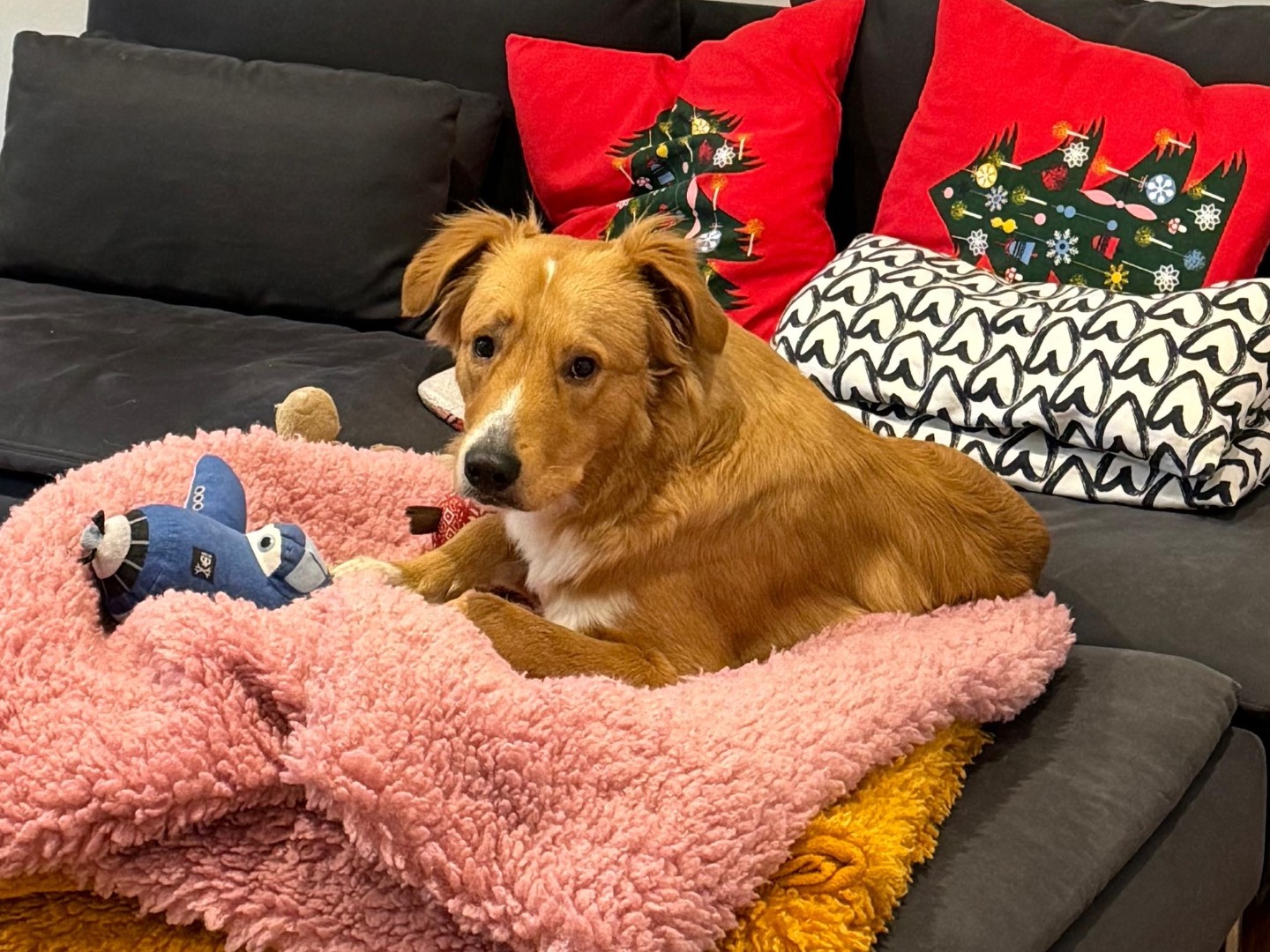 Adotta un cane, taglia media, maschio, Trieste