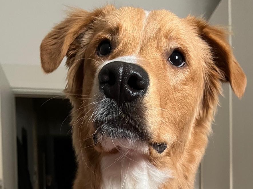 Vuoi adottare un cane a Trieste?