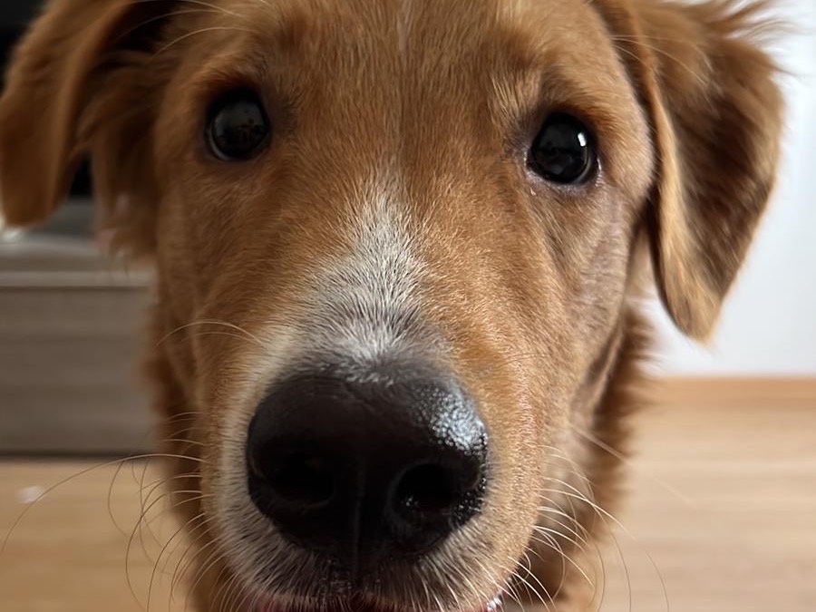 Adotta il cane Maui a Trieste