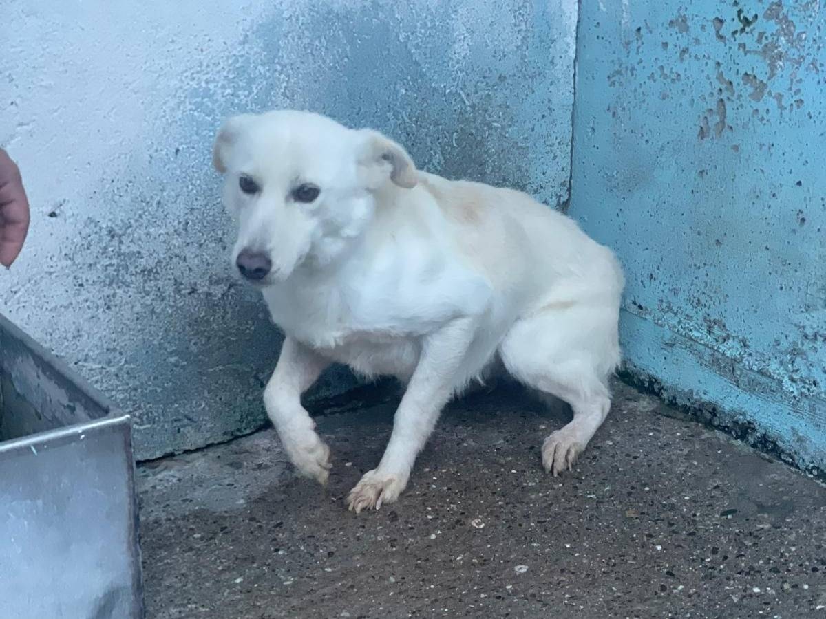 Adozione cane, femmina, Razza sconosciuta Razza sconosciuta, 3 anni e 4 mesi, taglia media, Crotone