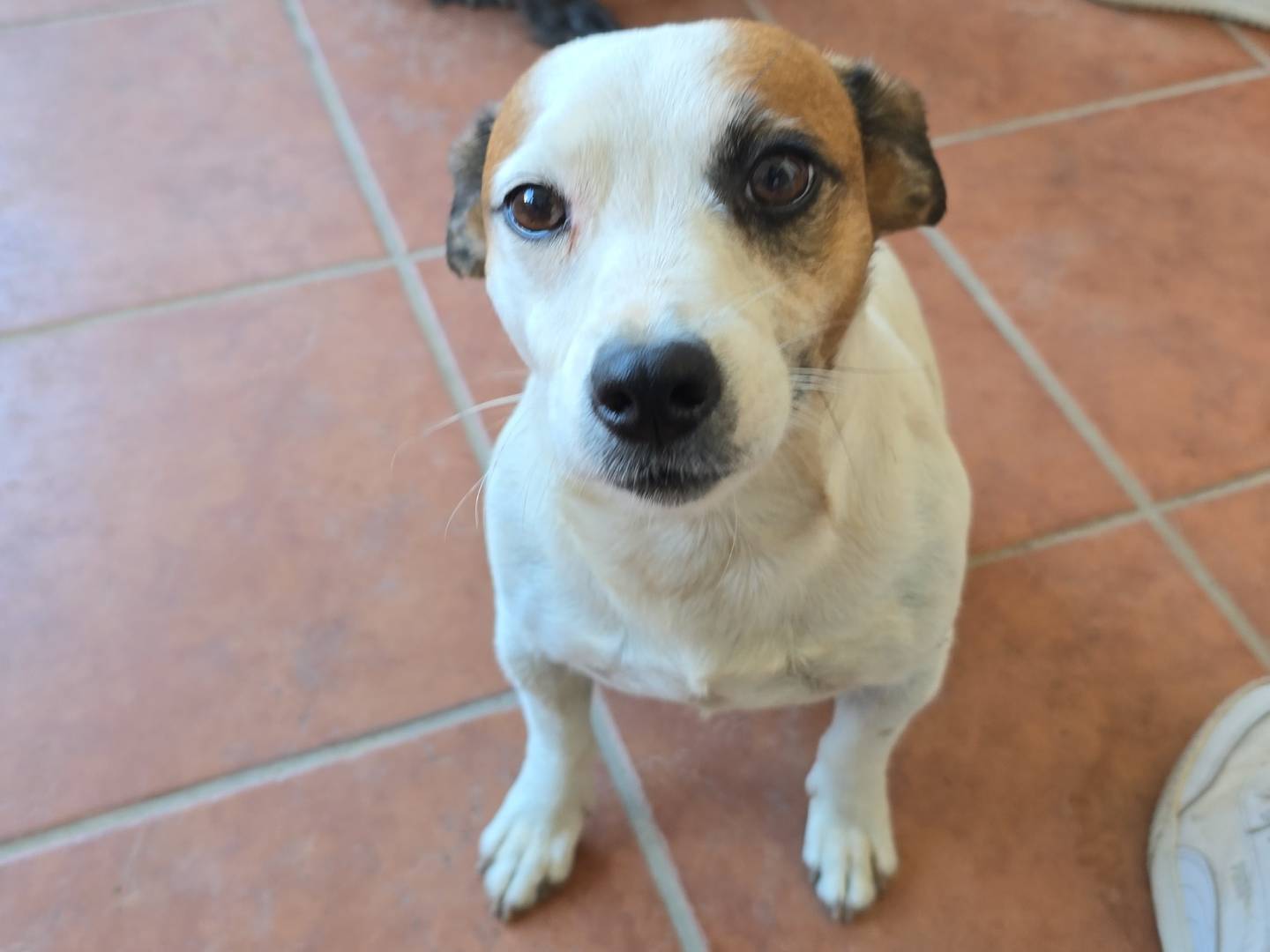 Adotta un cane, maschio, 6 anni e 5 mesi, Roma