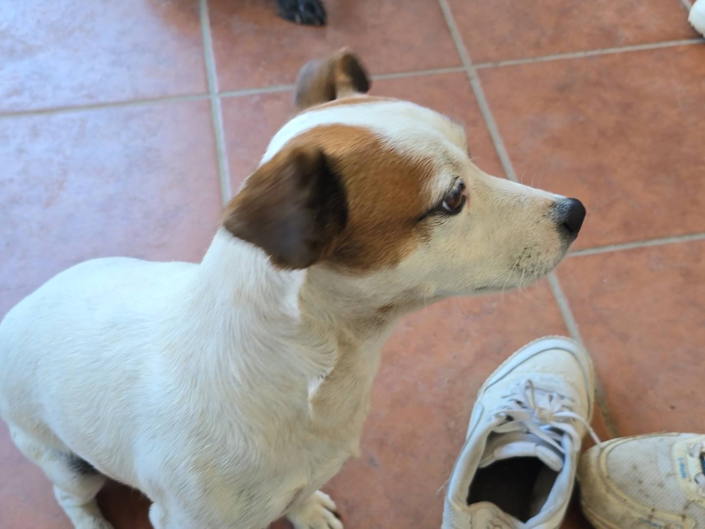 Adotta un cane, taglia piccola, maschio, Roma