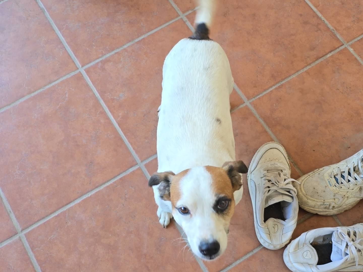 Vuoi adottare un cane a Roma?