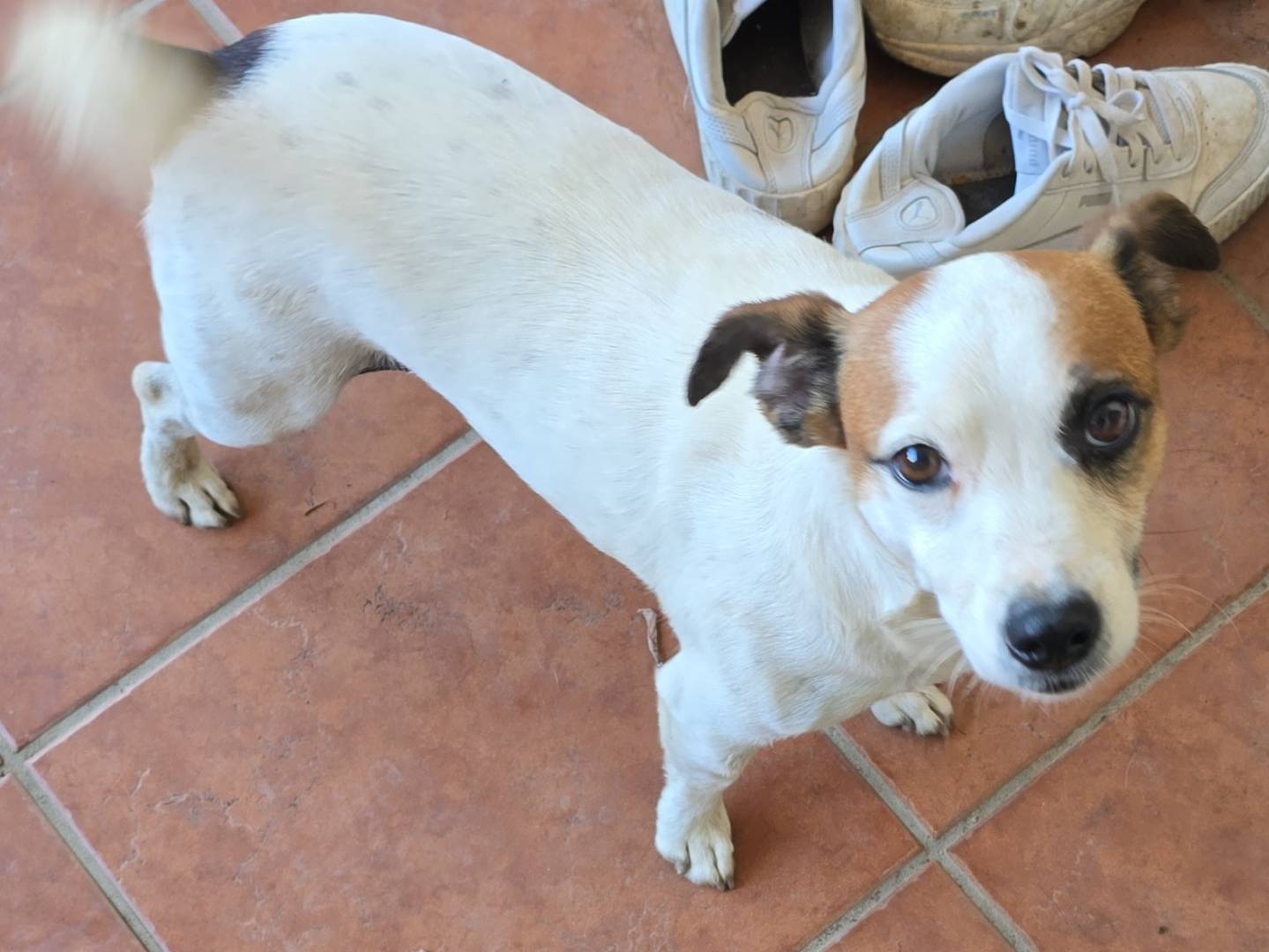 Adotta il cane Milo a Roma
