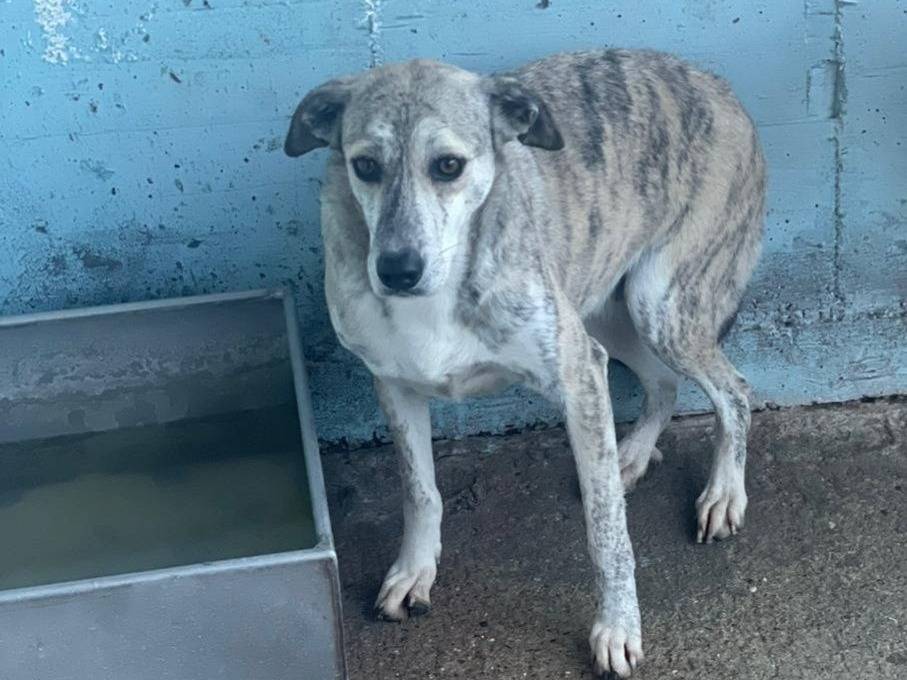 Adozione cane, femmina, Razza sconosciuta Razza sconosciuta, 3 anni e 5 mesi, taglia media, Crotone