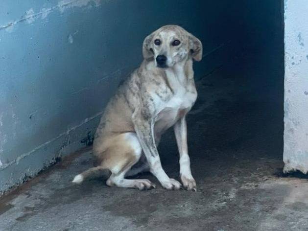 Adozione cane, maschio, Razza sconosciuta Razza sconosciuta, 3 anni e 9 mesi, taglia media, Crotone
