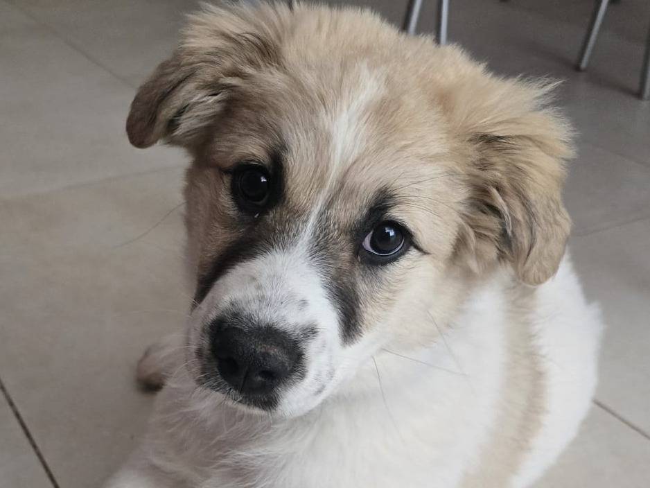 Adozione cane, femmina, Pastore tedesco Razza sconosciuta, 3 mesi, taglia grande, Bergamo