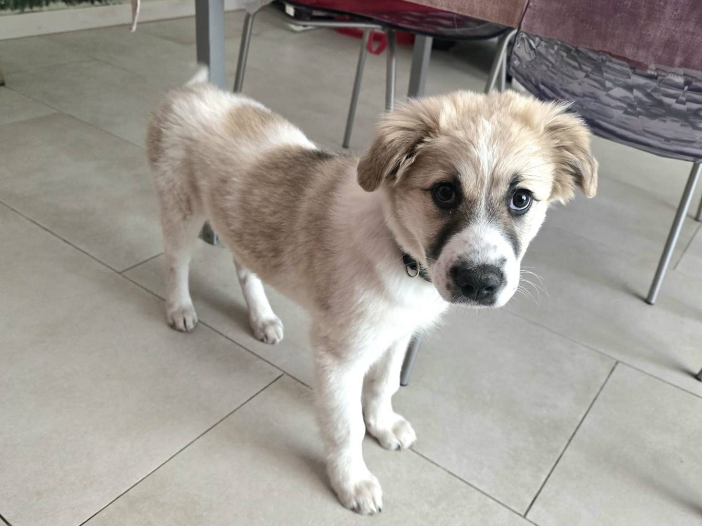 Adotta un cane, femmina, 3 mesi, Bergamo