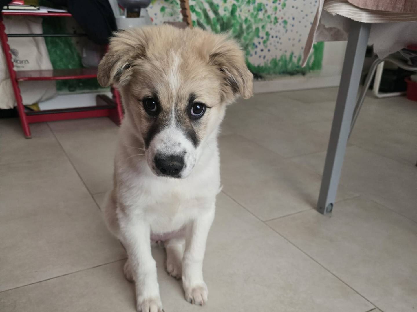 Adotta un cane, taglia grande, femmina, Bergamo