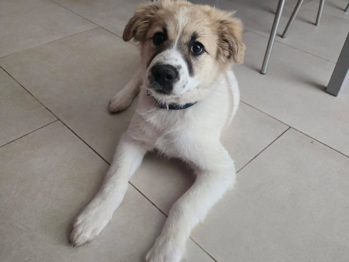 Vuoi adottare un cane a Bergamo?