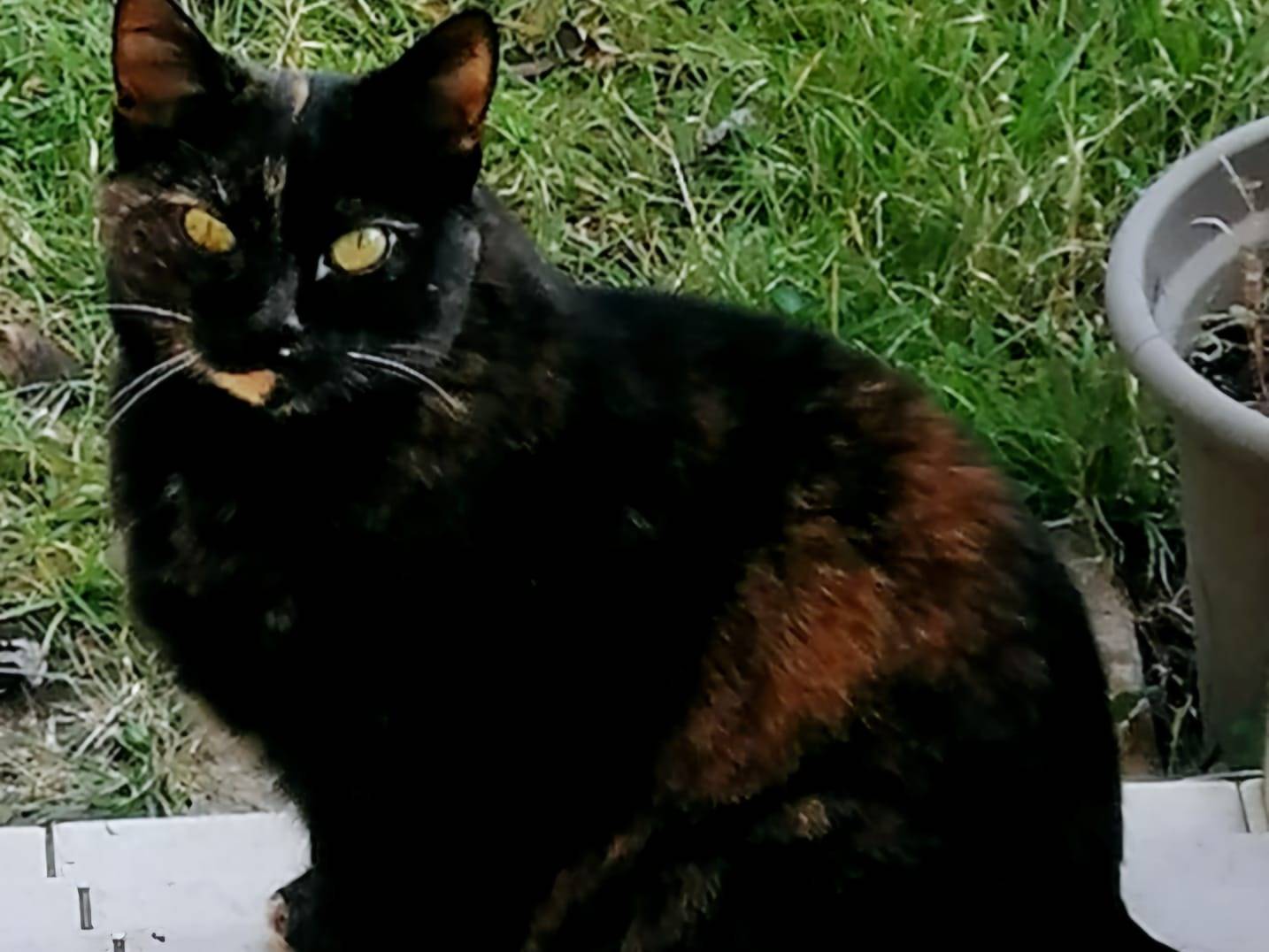 Adozione gatto, femmina, Razza sconosciuta Razza sconosciuta, 10 anni e 11 mesi, taglia non valida, Parma
