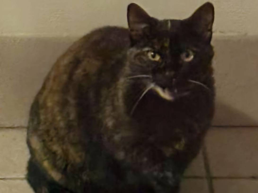 Adotta un gatto, femmina, 10 anni e 11 mesi, Parma