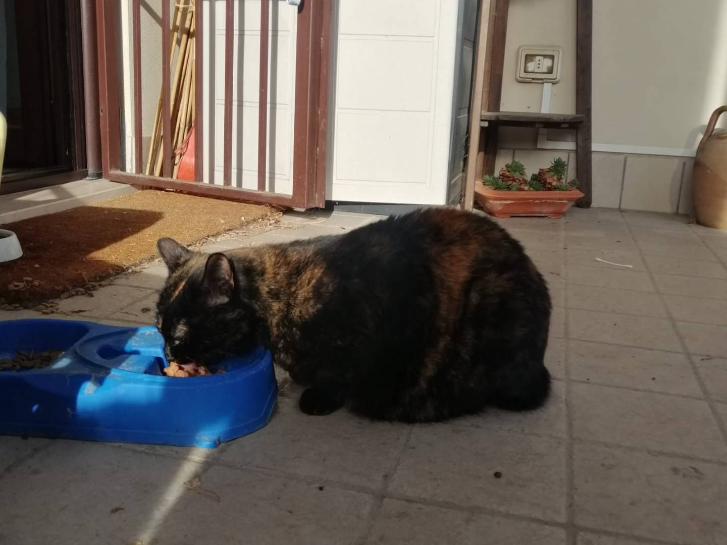 Vuoi adottare un gatto a Parma?