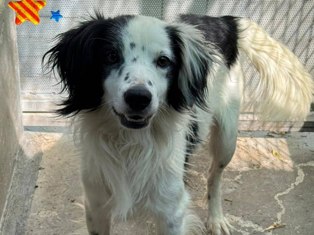 Adozione cane, maschio, Breton Setter Inglese, 2 anni e 6 mesi, taglia media, Barletta