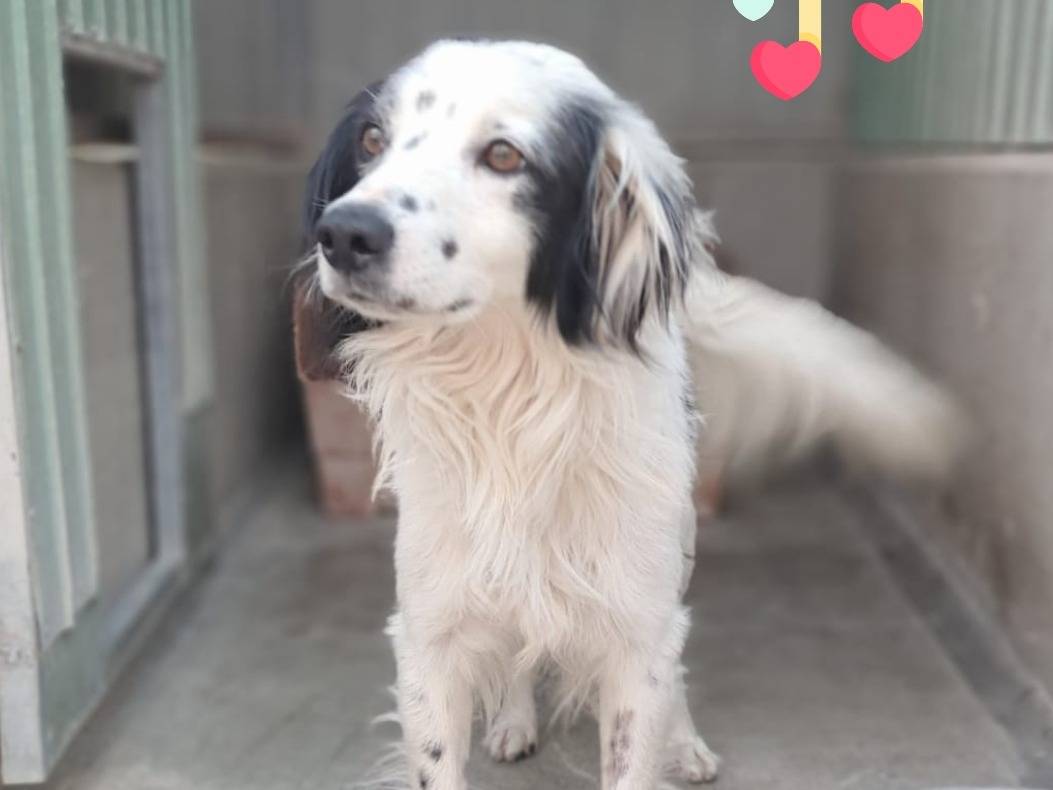 Adotta un cane, maschio, 2 anni e 6 mesi, Barletta