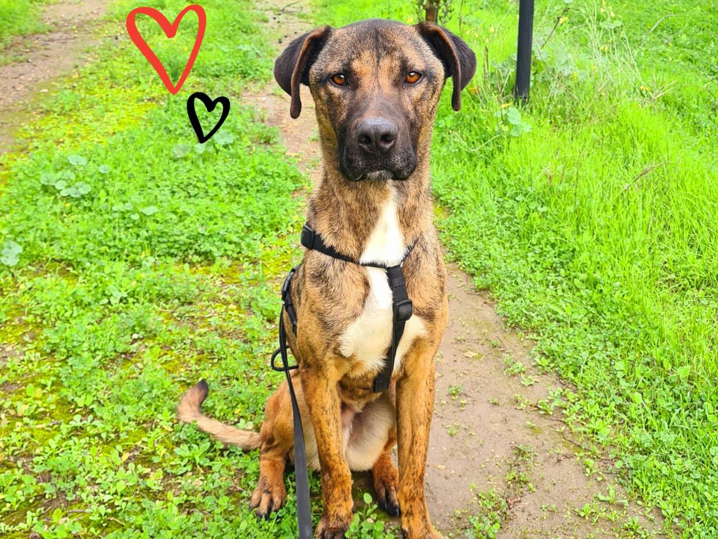 Adozione cane, maschio, Razza sconosciuta Razza sconosciuta, 3 anni e 6 mesi, taglia grande, Bologna