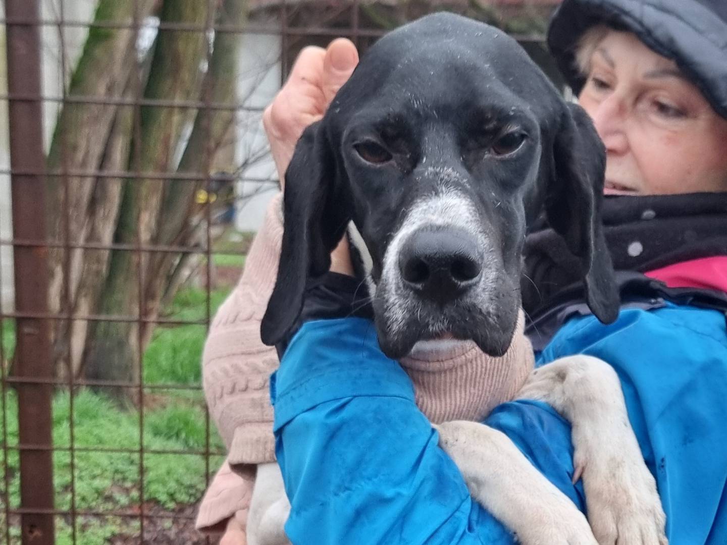 Adozione cane, femmina, Pointer Razza sconosciuta, 1 anno e 3 mesi, taglia media, Pavia