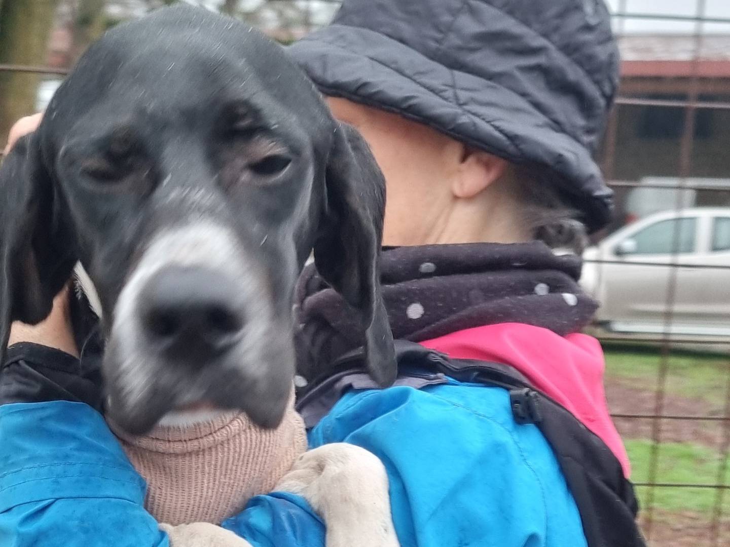 Adotta un cane, femmina, 1 anno e 3 mesi, Pavia