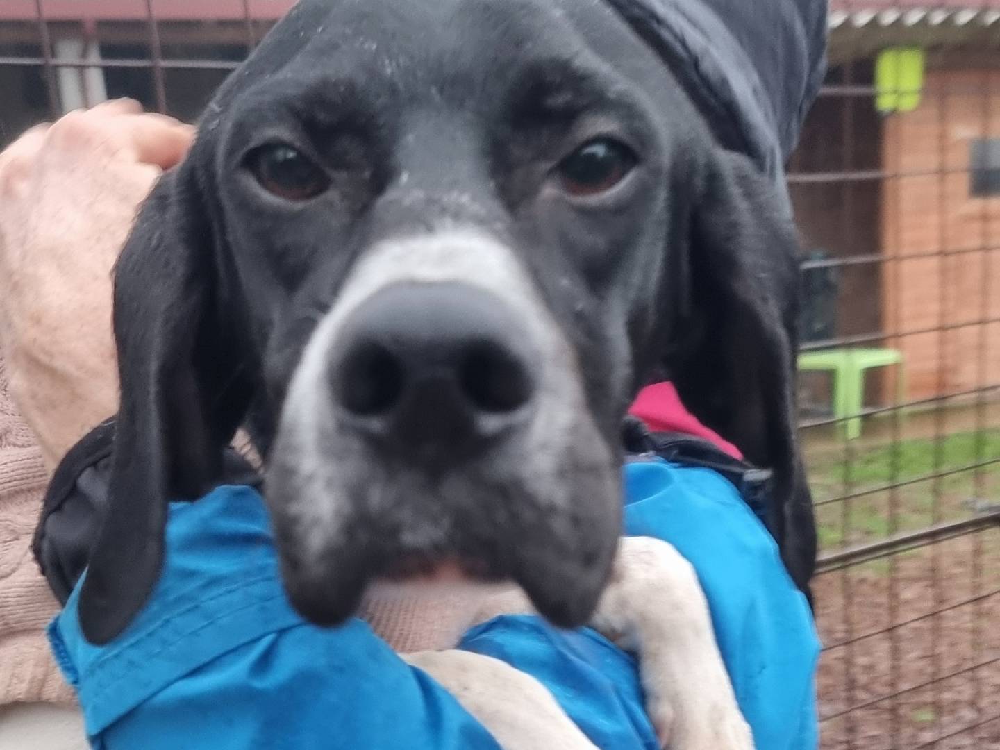 Adotta un cane, taglia media, femmina, Pavia