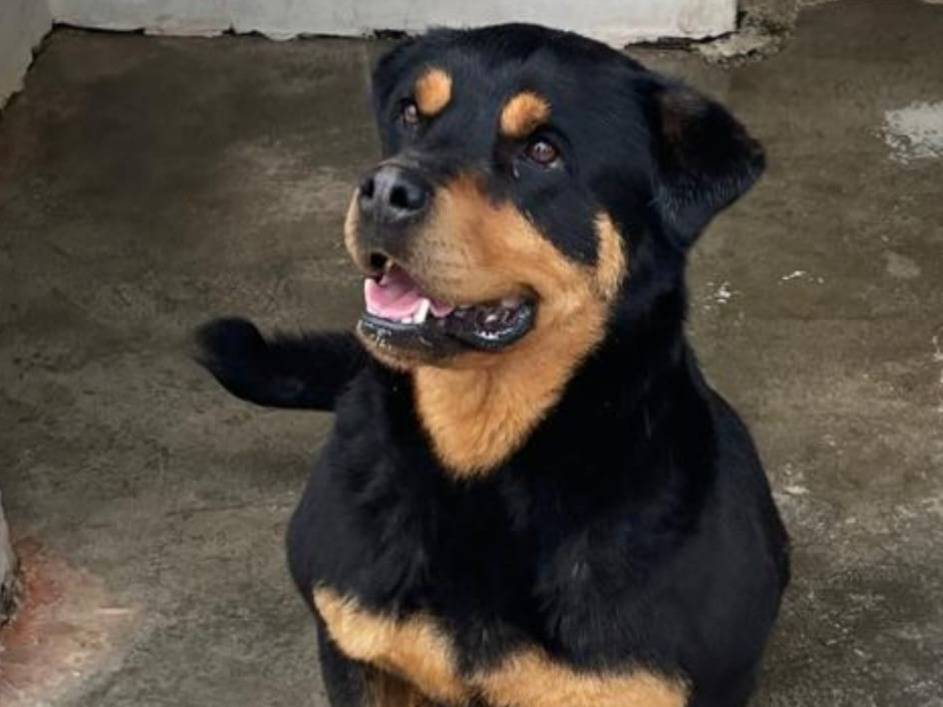 Adozione cane, femmina, Rottweiler Razza sconosciuta, 5 anni e 2 mesi, taglia grande, Forl