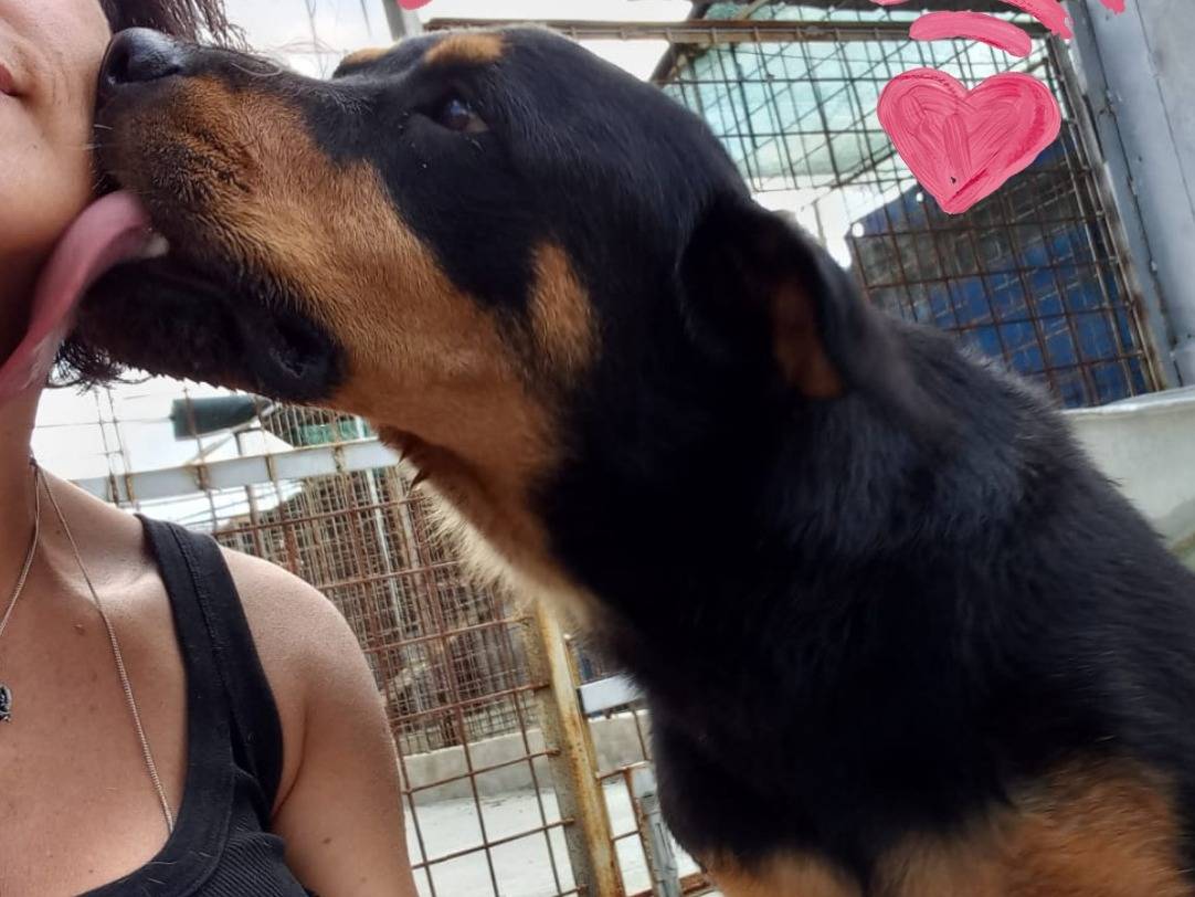 Adotta un cane, taglia grande, femmina, Forl