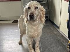 Adozione cane, maschio, Setter Inglese Razza sconosciuta, 7 anni e 2 mesi, taglia media, Napoli