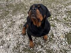 Adozione cane, femmina, Rottweiler Razza sconosciuta, 9 anni, taglia grande, Napoli