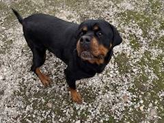 Adotta un cane, femmina, 9 anni, Napoli