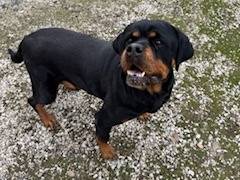 Adotta un cane, taglia grande, femmina, Napoli