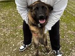 Adozione cane, maschio, Razza sconosciuta Razza sconosciuta, 6 mesi, taglia media, Napoli