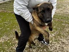 Adotta un cane, maschio, 6 mesi, Napoli