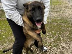 Adotta un cane, taglia media, maschio, Napoli