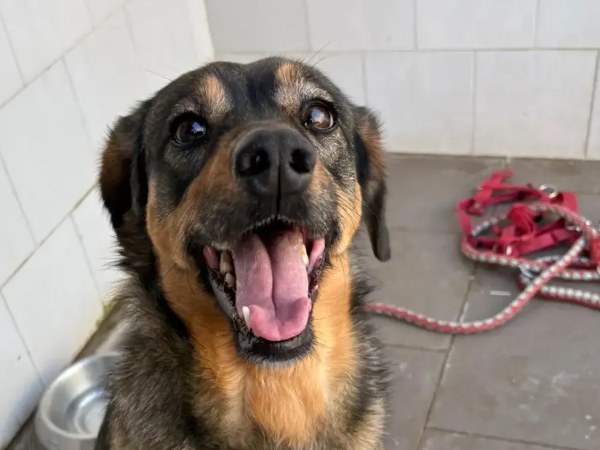 Adozione cane, femmina, Jack Russell Terrier Fox Terrier a pelo liscio, 5 anni e 4 mesi, taglia media contenuta, Caserta