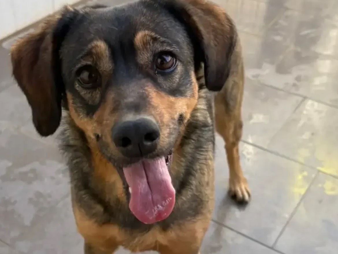 Adotta il cane ANITA a Caserta