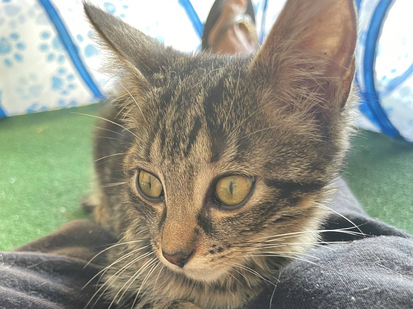 Adotta un gatto, taglia non valida, femmina, Sud