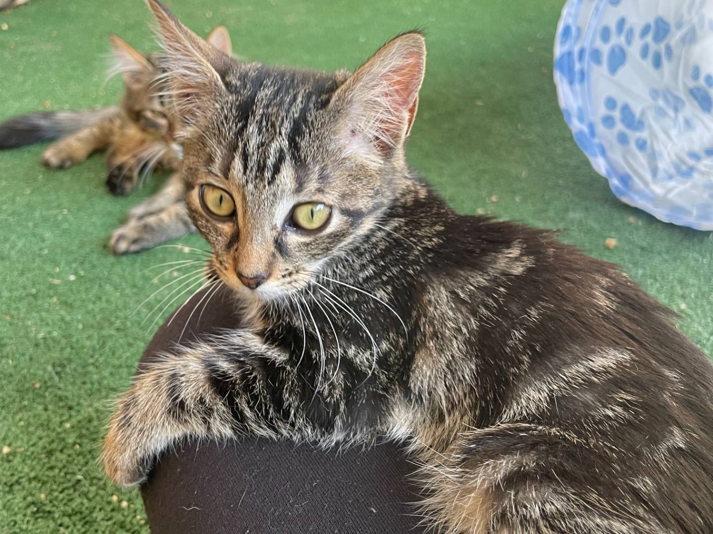 Adozione gatto, femmina, Razza sconosciuta Razza sconosciuta, 3 mesi, taglia non valida, Sud