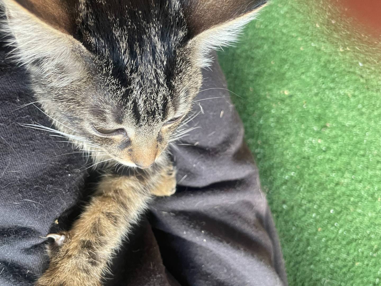 Adotta il gatto Nani a Sud