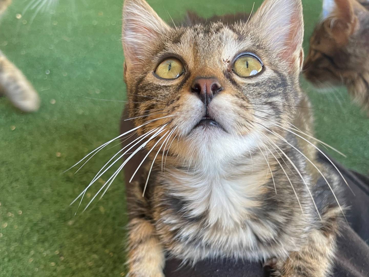 Vuoi adottare un gatto a Sud?