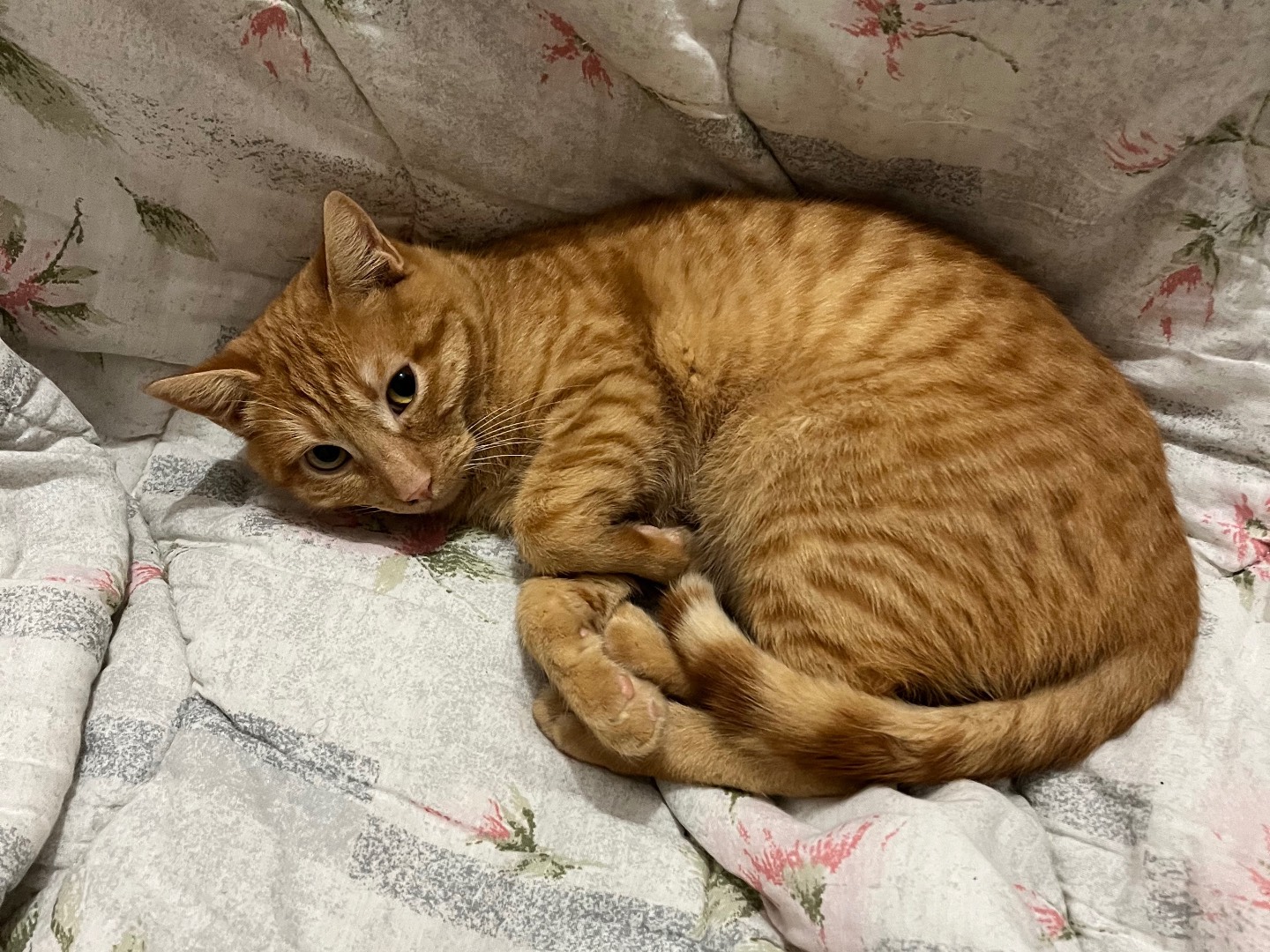 Adozione gatto, maschio, Razza sconosciuta Razza sconosciuta, 4 mesi, taglia non valida, Padova